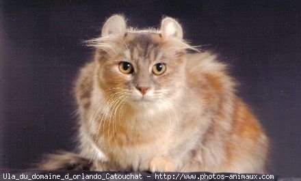 Photo d'American curl poil long