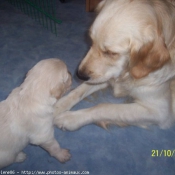 Photo de Golden retriever