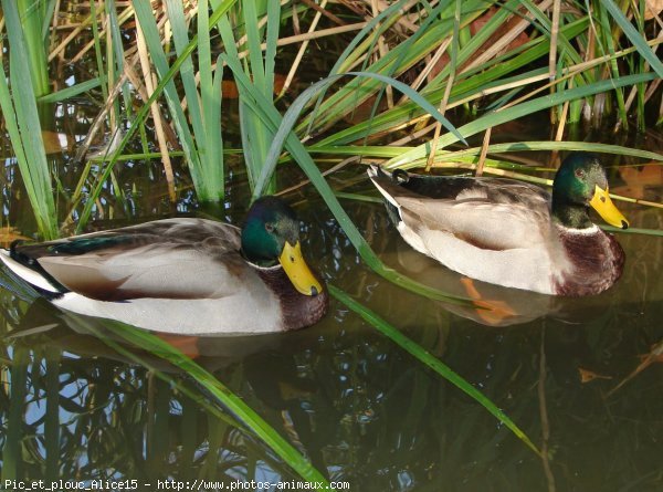 Photo de Canard