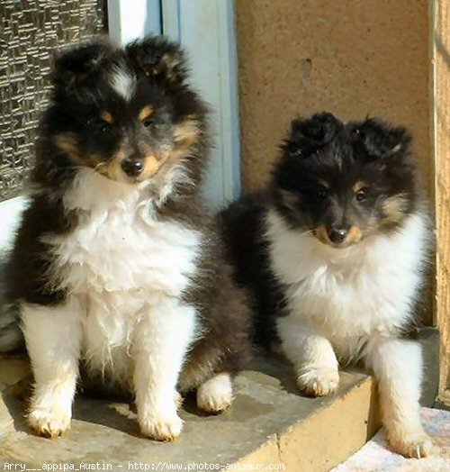 Photo de Chien de berger des shetland