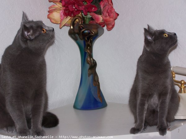 Photo de Chartreux