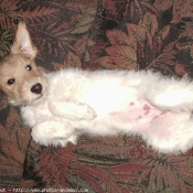 Photo de Fox terrier  poil dur