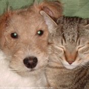 Photo de Fox terrier  poil dur