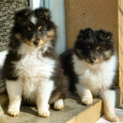 Photo de Chien de berger des shetland