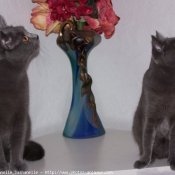 Photo de Chartreux