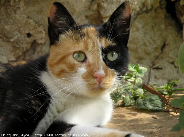 Photo de Chat domestique