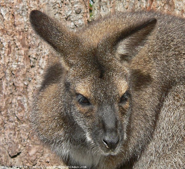 Photo de Wallaby