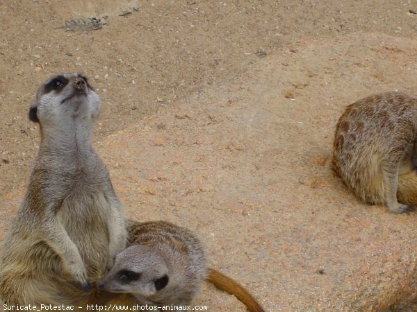 Photo de Suricate