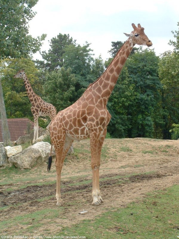 Photo de Girafe