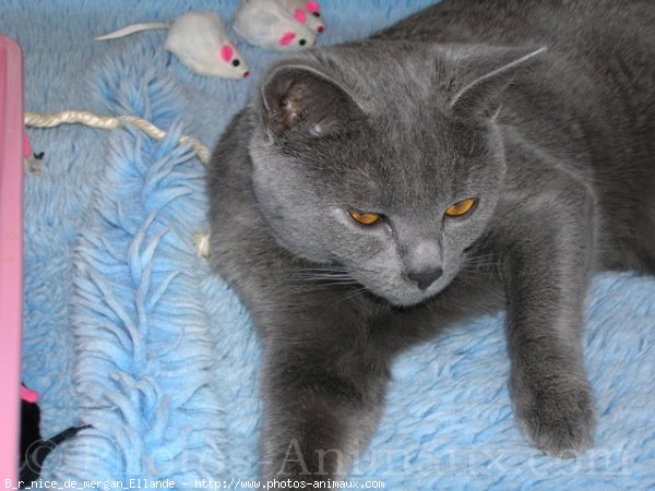 Photo de Chartreux