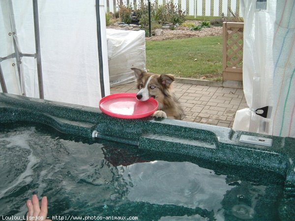 Photo de Border collie