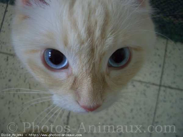 Photo de Ragdoll