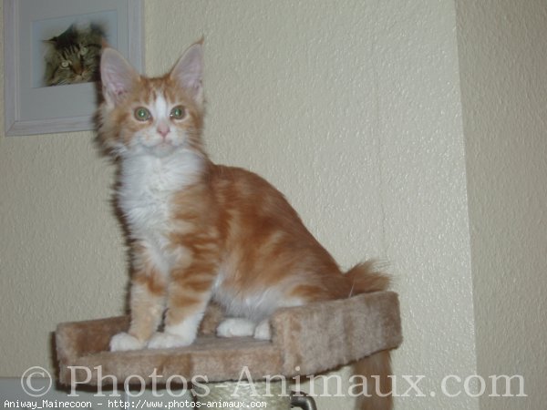 Photo de Maine coon