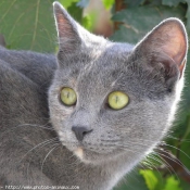 Photo de Chat domestique