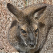 Photo de Wallaby