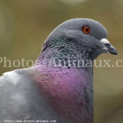 Photo de Pigeon