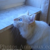 Photo de Ragdoll