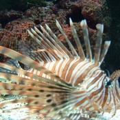 Photo de Poissons exotiques