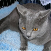 Photo de Chartreux