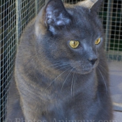 Photo de Chartreux