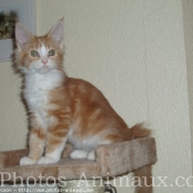 Photo de Maine coon