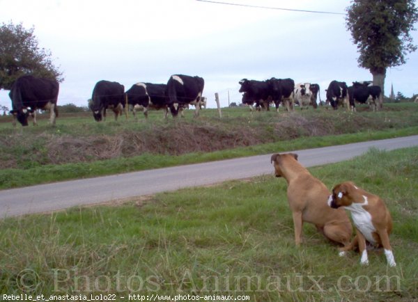 Photo de Boxer