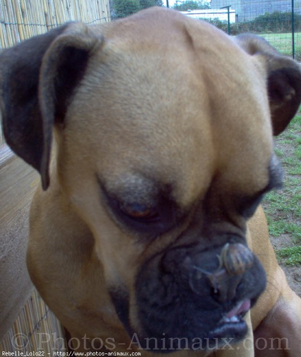 Photo de Boxer