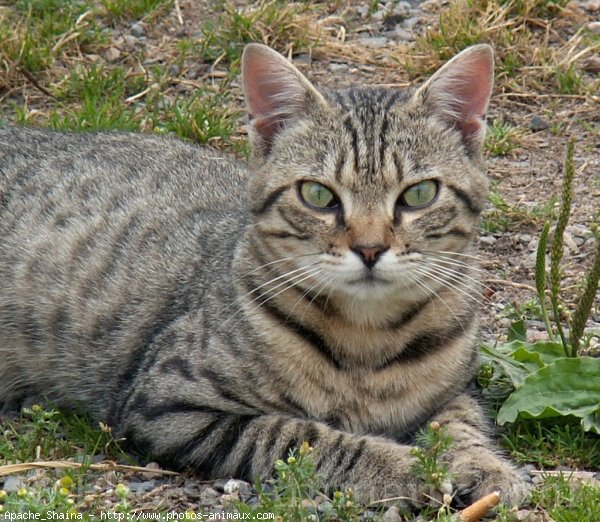 Photo de Chat domestique