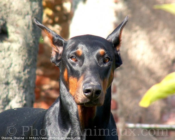 Photo de Dobermann