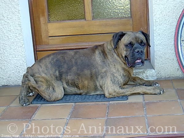 Photo de Boxer