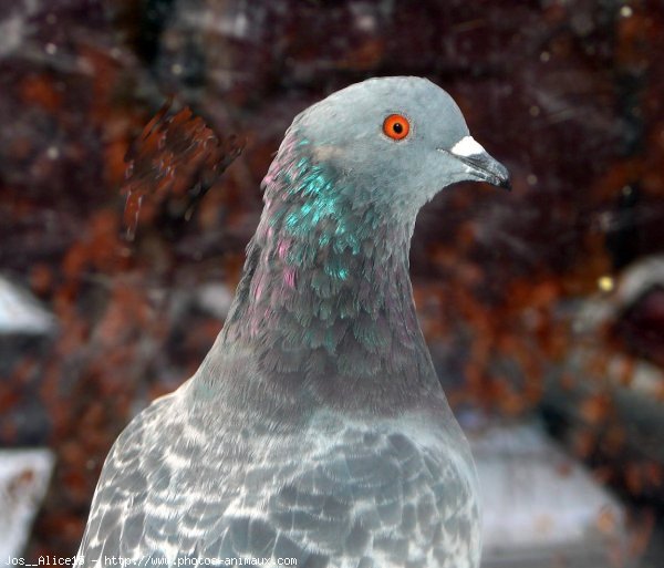 Photo de Pigeon