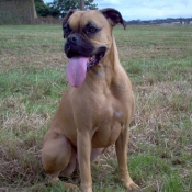 Photo de Boxer