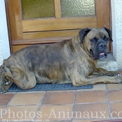 Photo de Boxer