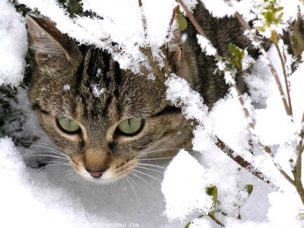 Photo de Chat domestique