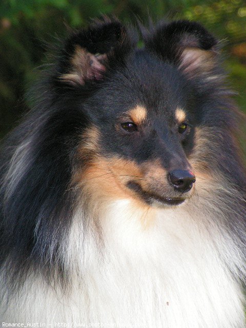 Photo de Chien de berger des shetland