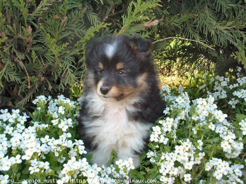 Photo de Chien de berger des shetland