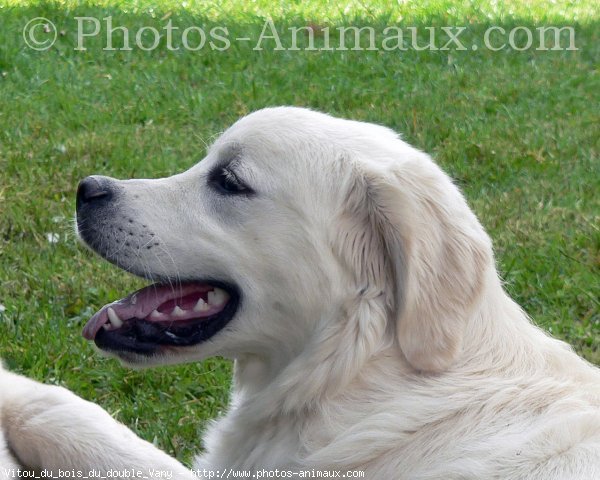 Photo de Golden retriever