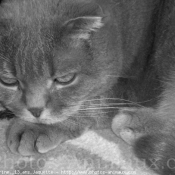 Photo de Scottish fold