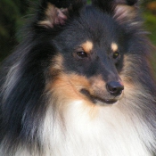 Photo de Chien de berger des shetland