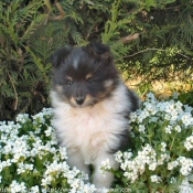 Photo de Chien de berger des shetland