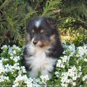 Photo de Chien de berger des shetland