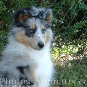 Photo de Chien de berger des shetland