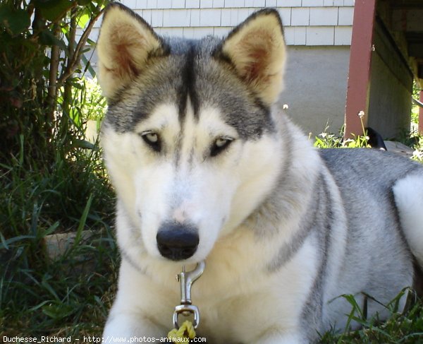 Photo de Husky siberien