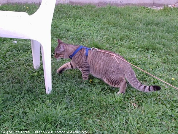 Photo de Chat domestique