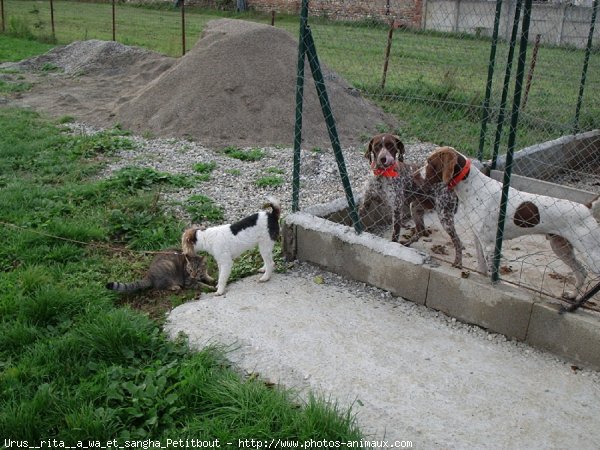 Photo de Races diffrentes