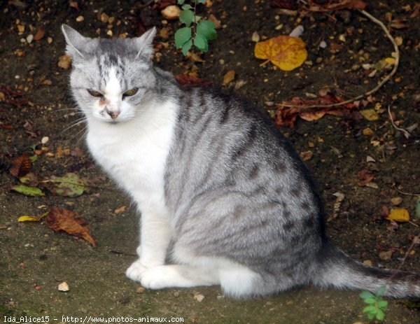 Photo de Chat domestique