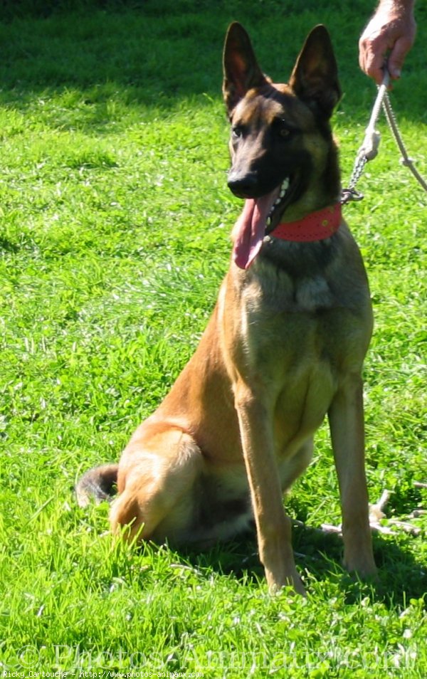 Photo de Berger belge malinois