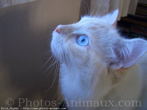 Photo de Ragdoll