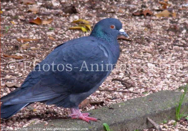 Photo de Pigeon