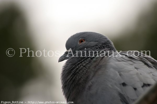 Photo de Pigeon